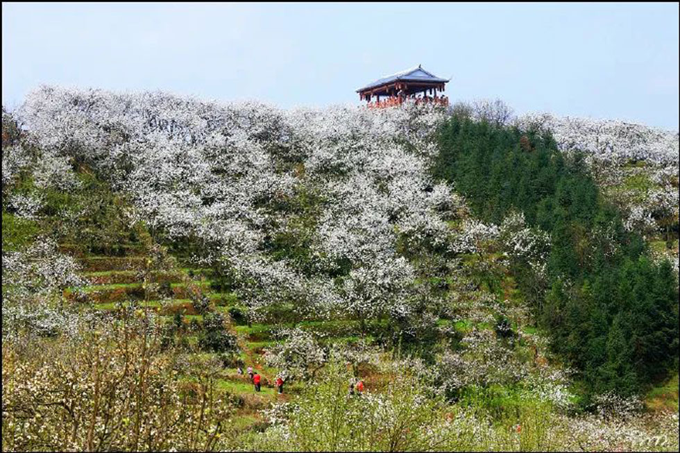 【春天,广西桂林灌阳县向您发出邀请!】我们在灌阳看梨花 - 游山玩水 - 泉州生活社区 - 泉州28生活网 qz.28life.com