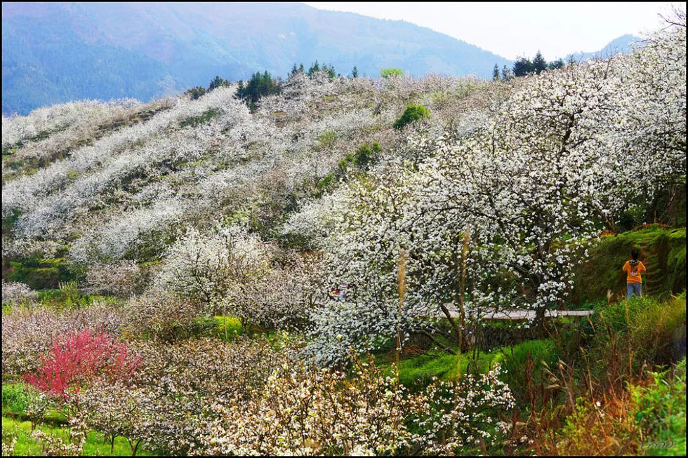 【春天,广西桂林灌阳县向您发出邀请!】我们在灌阳看梨花 - 游山玩水 - 泉州生活社区 - 泉州28生活网 qz.28life.com