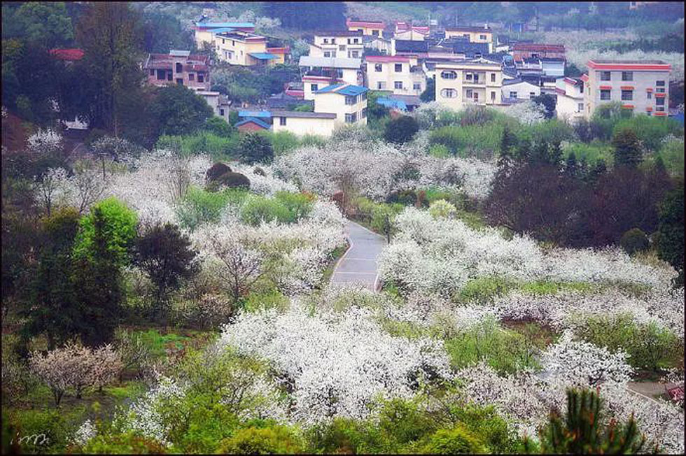 【春天,广西桂林灌阳县向您发出邀请!】我们在灌阳看梨花 - 游山玩水 - 泉州生活社区 - 泉州28生活网 qz.28life.com
