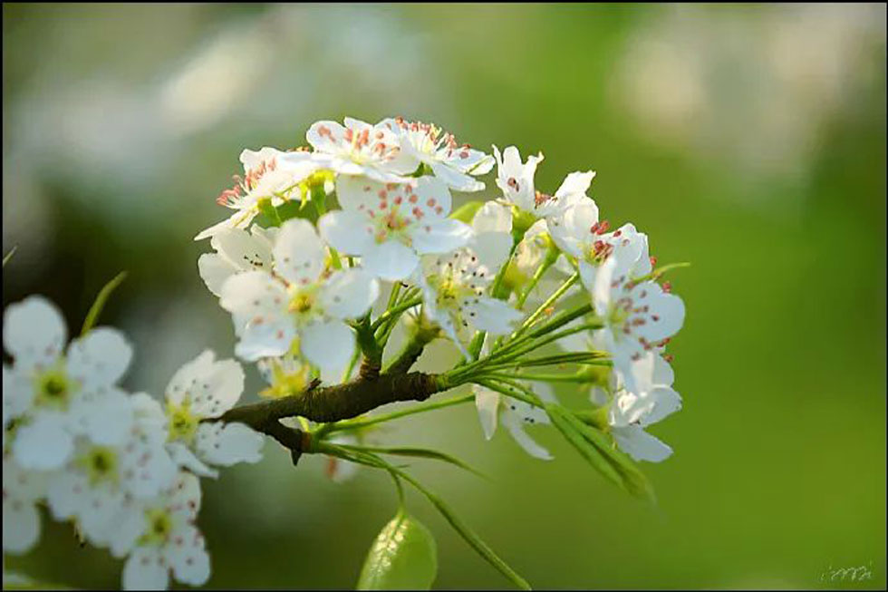 【春天,广西桂林灌阳县向您发出邀请!】我们在灌阳看梨花 - 游山玩水 - 泉州生活社区 - 泉州28生活网 qz.28life.com