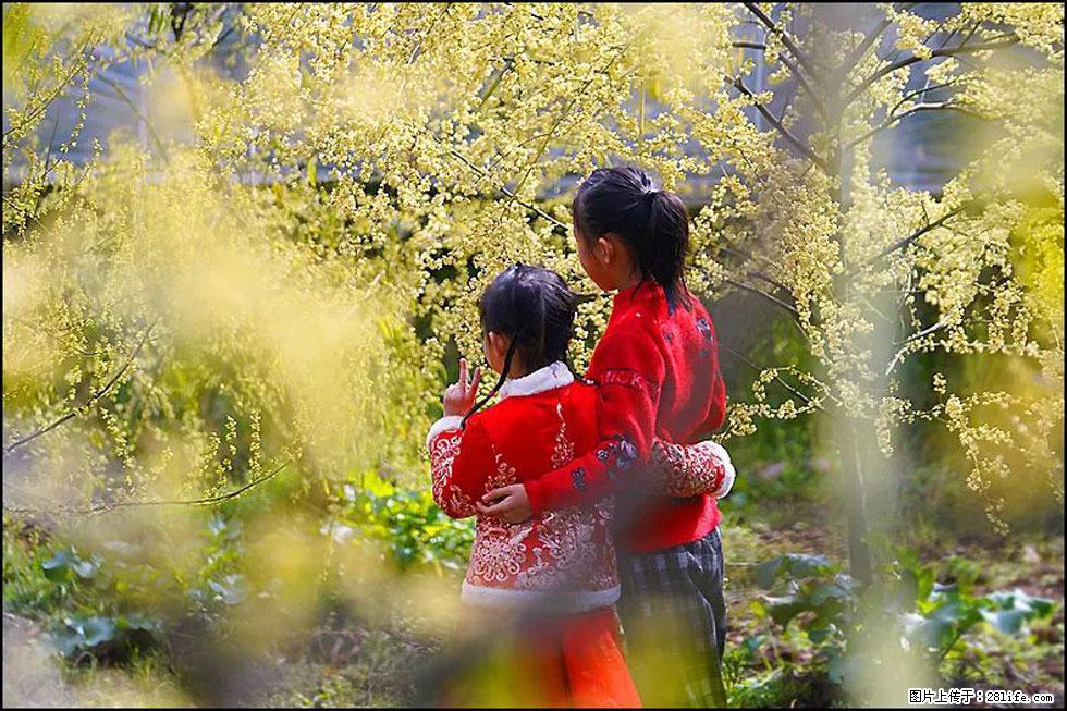 【春天,广西桂林灌阳县向您发出邀请!】米珠山前有片山苍子花在飘香 - 游山玩水 - 泉州生活社区 - 泉州28生活网 qz.28life.com