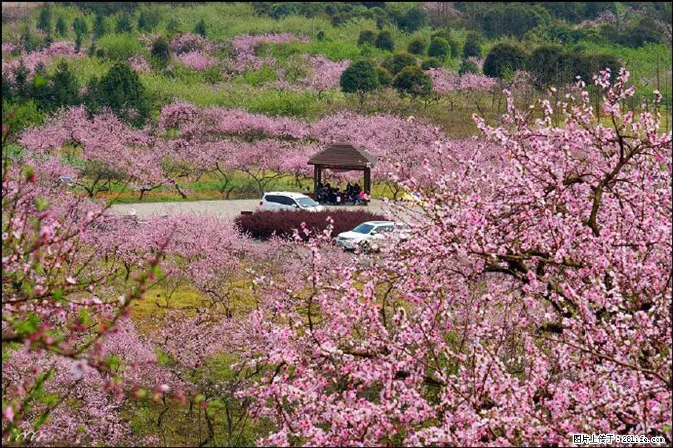 【春天，广西桂林灌阳县向您发出邀请！】官庄村有个醉美的桃花园 - 游山玩水 - 泉州生活社区 - 泉州28生活网 qz.28life.com
