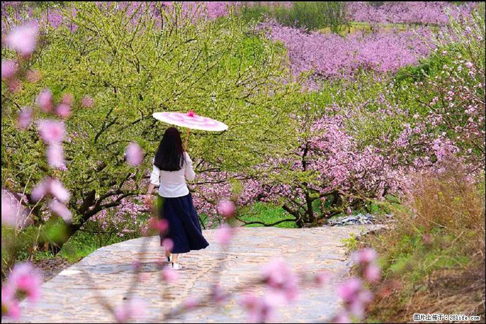 【春天，广西桂林灌阳县向您发出邀请！】官庄村有个醉美的桃花园 - 游山玩水 - 泉州生活社区 - 泉州28生活网 qz.28life.com