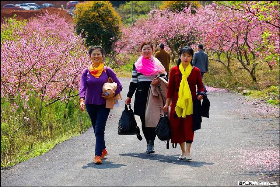 【春天，广西桂林灌阳县向您发出邀请！】官庄村有个醉美的桃花园 - 游山玩水 - 泉州生活社区 - 泉州28生活网 qz.28life.com