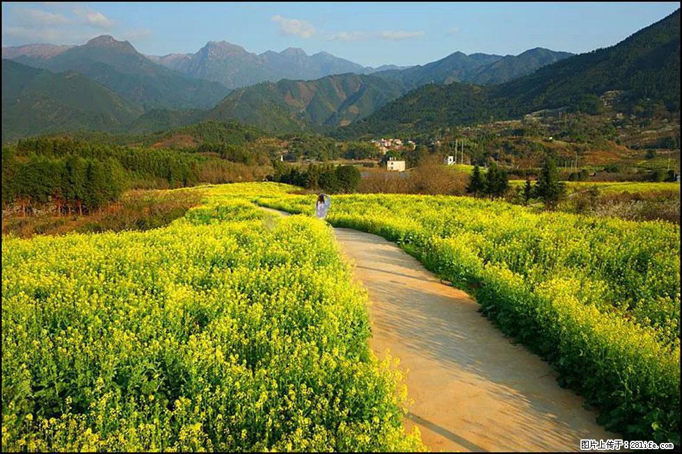 【春天,广西桂林灌阳县向您发出邀请!】长坪村油菜盛情花开 - 游山玩水 - 泉州生活社区 - 泉州28生活网 qz.28life.com