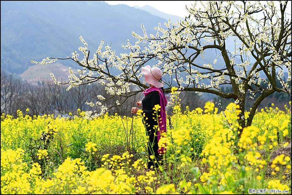 【春天,广西桂林灌阳县向您发出邀请!】长坪村油菜盛情花开 - 游山玩水 - 泉州生活社区 - 泉州28生活网 qz.28life.com