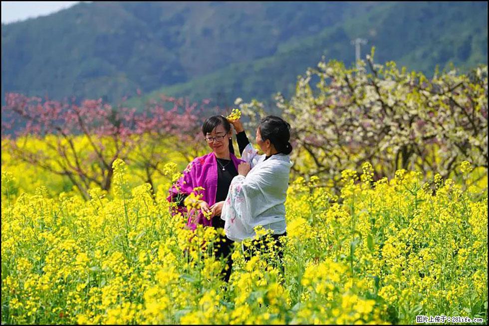 【春天,广西桂林灌阳县向您发出邀请!】长坪村油菜盛情花开 - 游山玩水 - 泉州生活社区 - 泉州28生活网 qz.28life.com