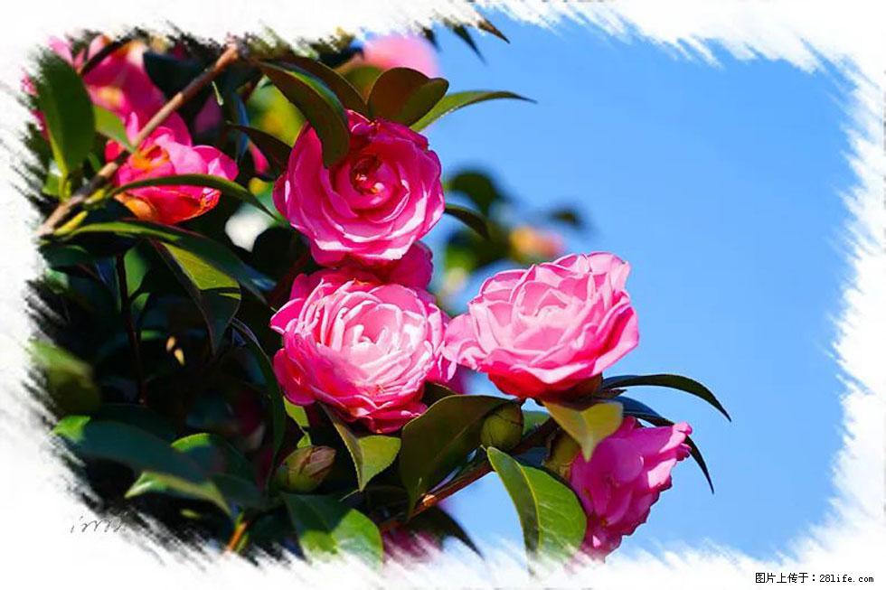 【春天,广西桂林灌阳县向您发出邀请!】杨柳井茶花惹人爱 - 游山玩水 - 泉州生活社区 - 泉州28生活网 qz.28life.com