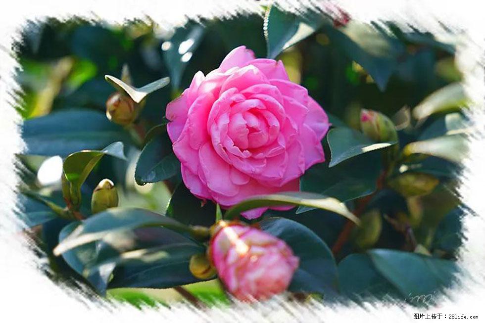 【春天,广西桂林灌阳县向您发出邀请!】杨柳井茶花惹人爱 - 游山玩水 - 泉州生活社区 - 泉州28生活网 qz.28life.com