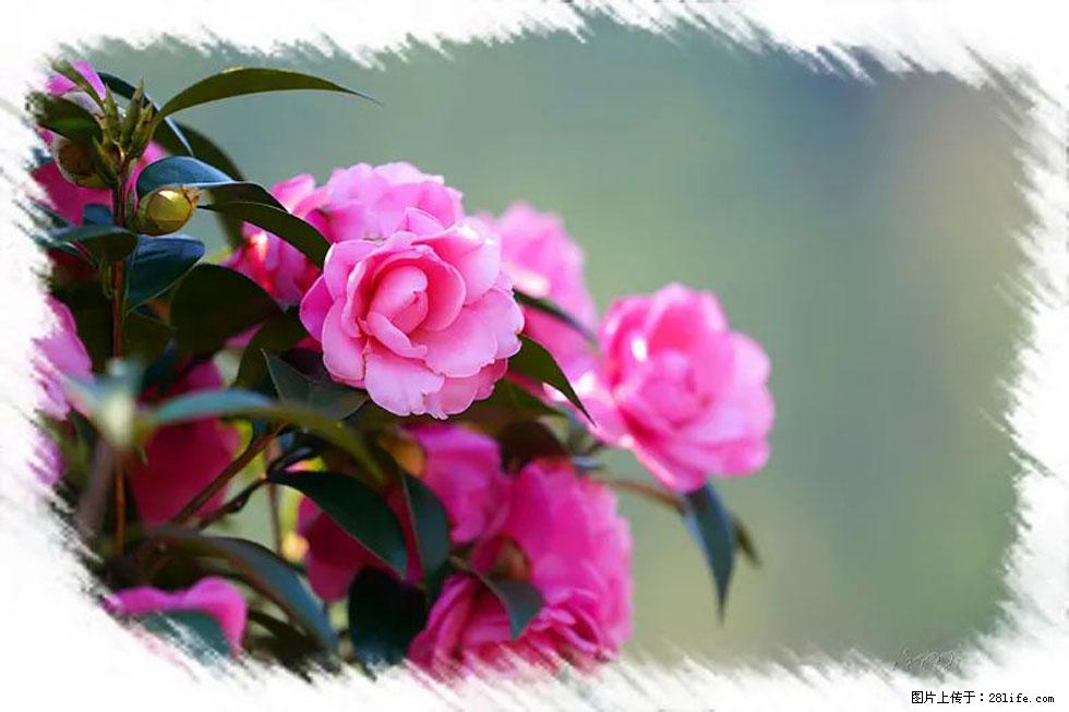 【春天,广西桂林灌阳县向您发出邀请!】杨柳井茶花惹人爱 - 游山玩水 - 泉州生活社区 - 泉州28生活网 qz.28life.com