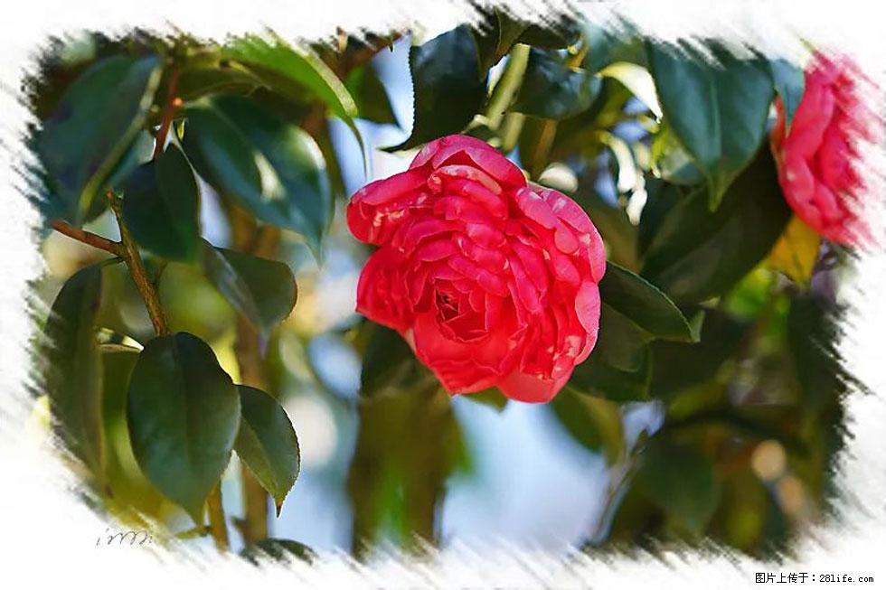 【春天,广西桂林灌阳县向您发出邀请!】杨柳井茶花惹人爱 - 游山玩水 - 泉州生活社区 - 泉州28生活网 qz.28life.com