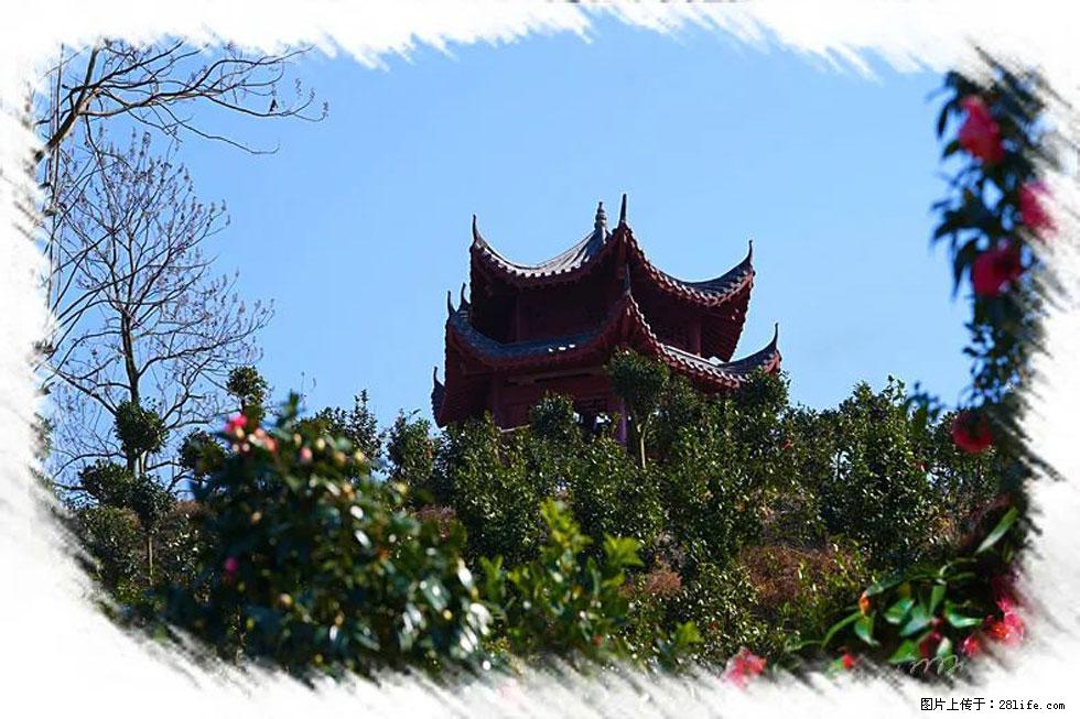 【春天,广西桂林灌阳县向您发出邀请!】杨柳井茶花惹人爱 - 游山玩水 - 泉州生活社区 - 泉州28生活网 qz.28life.com