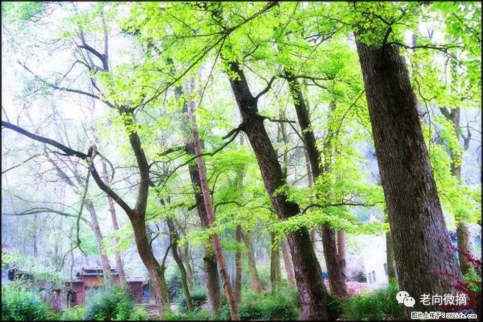 【春天,广西桂林灌阳县向您发出邀请!】在小龙村与春天约会 - 游山玩水 - 泉州生活社区 - 泉州28生活网 qz.28life.com