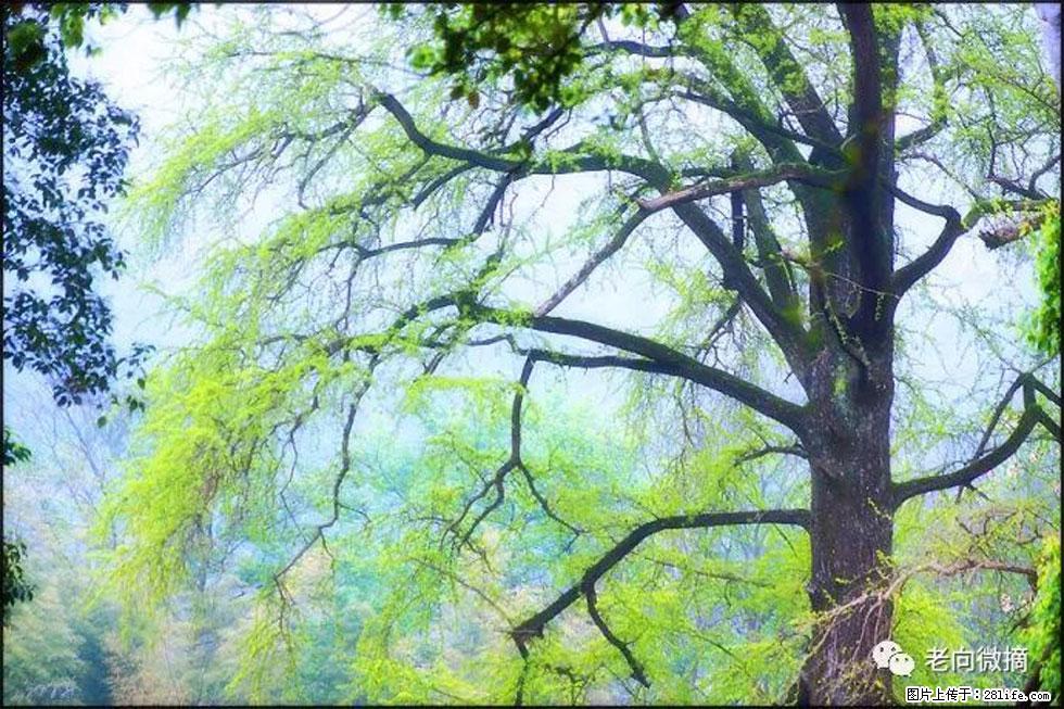 【春天,广西桂林灌阳县向您发出邀请!】在小龙村与春天约会 - 游山玩水 - 泉州生活社区 - 泉州28生活网 qz.28life.com
