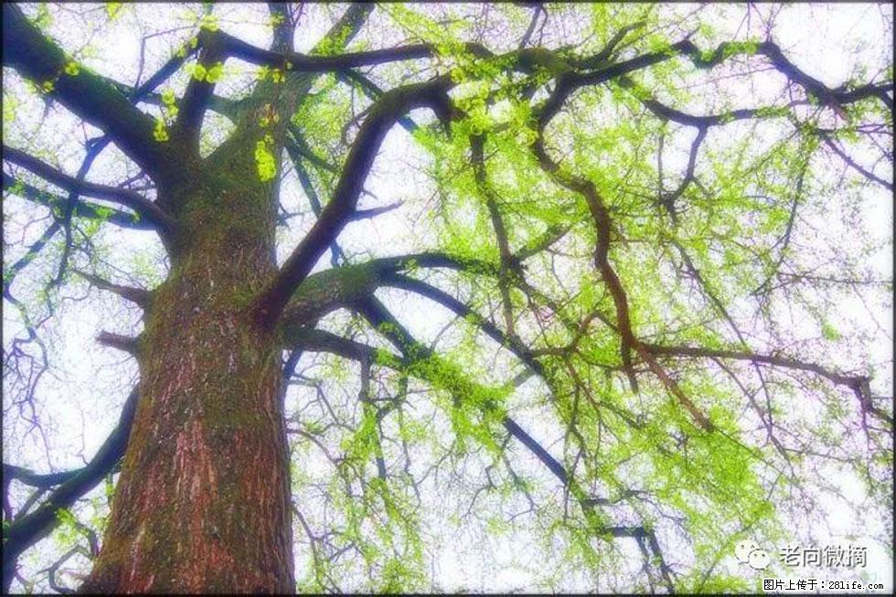 【春天,广西桂林灌阳县向您发出邀请!】在小龙村与春天约会 - 游山玩水 - 泉州生活社区 - 泉州28生活网 qz.28life.com