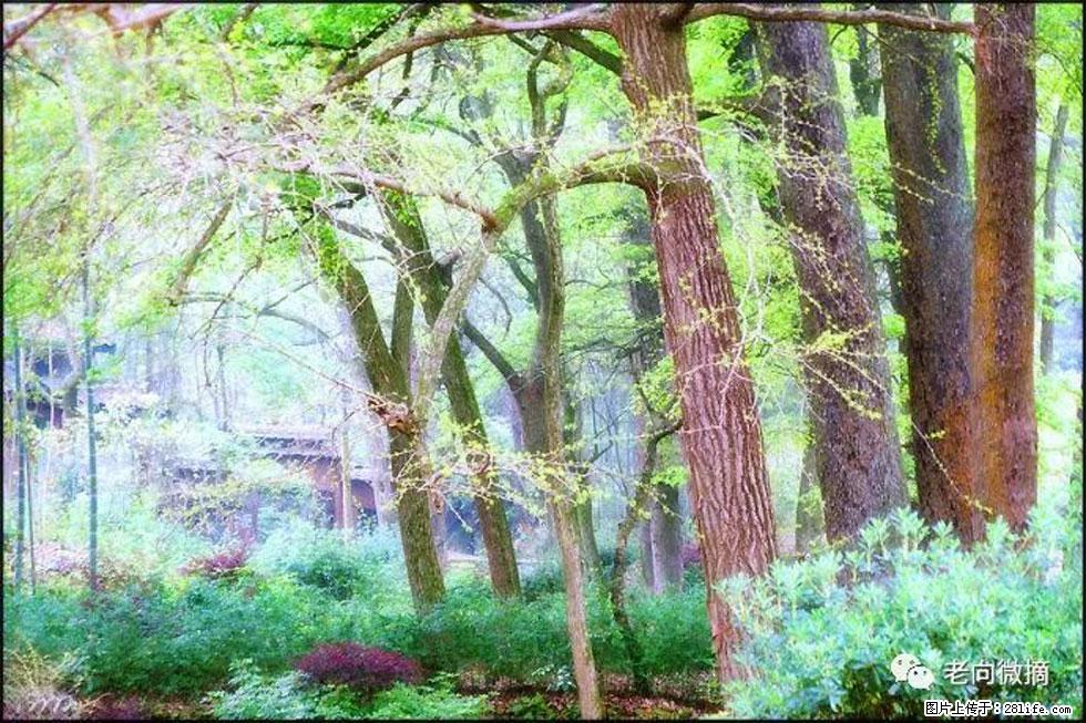 【春天,广西桂林灌阳县向您发出邀请!】在小龙村与春天约会 - 游山玩水 - 泉州生活社区 - 泉州28生活网 qz.28life.com