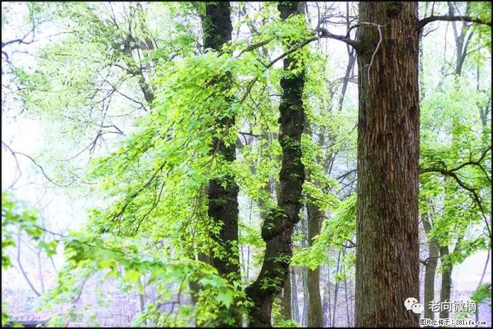【春天,广西桂林灌阳县向您发出邀请!】在小龙村与春天约会 - 游山玩水 - 泉州生活社区 - 泉州28生活网 qz.28life.com