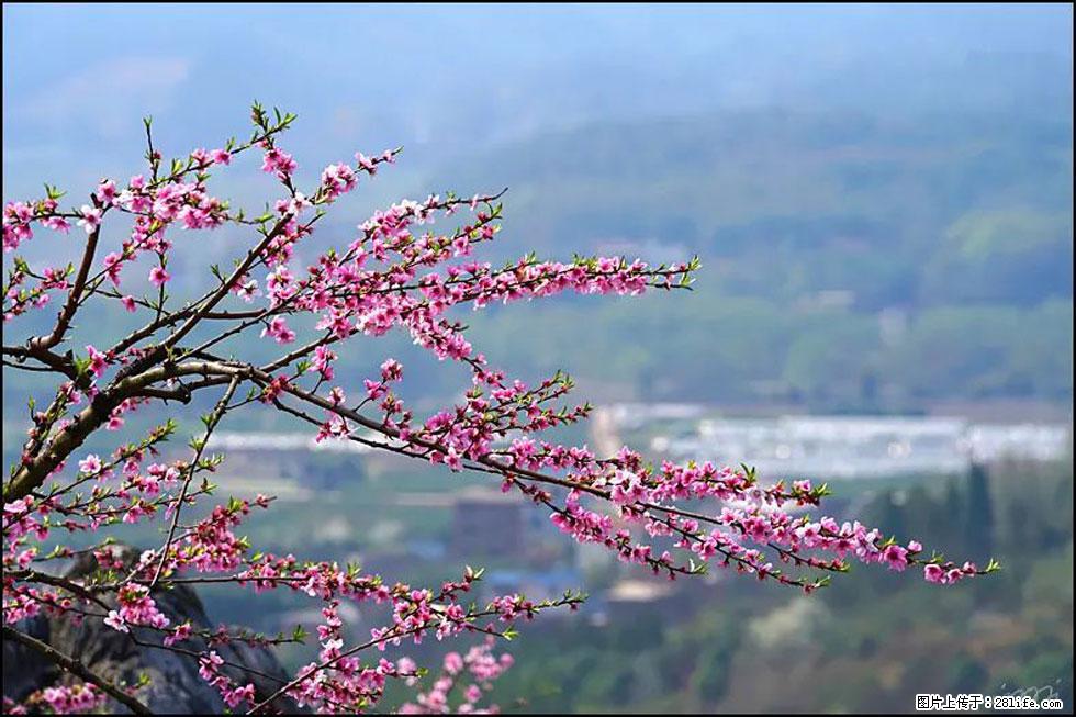 【春天,广西桂林灌阳县向您发出邀请!】望月岭上桃花开 - 游山玩水 - 泉州生活社区 - 泉州28生活网 qz.28life.com