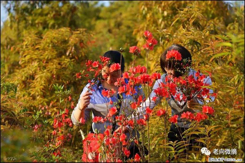 【春天，广西桂林灌阳县向您发出邀请！】登麒麟山，相约映山红 - 游山玩水 - 泉州生活社区 - 泉州28生活网 qz.28life.com