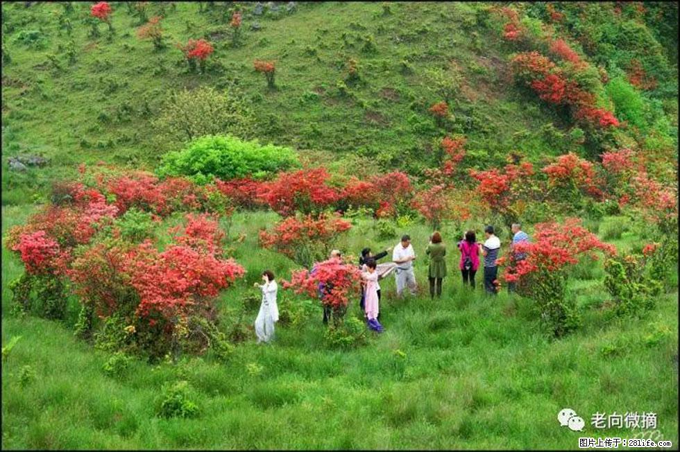 【春天,广西桂林灌阳县向您发出邀请!】宝盖山上映山红 - 游山玩水 - 泉州生活社区 - 泉州28生活网 qz.28life.com