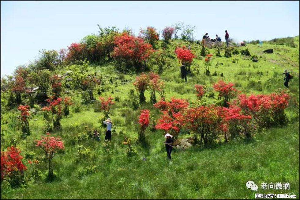 【春天,广西桂林灌阳县向您发出邀请!】宝盖山上映山红 - 游山玩水 - 泉州生活社区 - 泉州28生活网 qz.28life.com