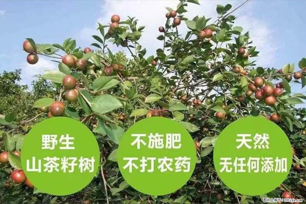 【灌阳县油茶产业示范区】一个有着充实的精神生活的人,对待身外之物自会有一种淡泊的态度 - 美食天地 - 泉州生活社区 - 泉州28生活网 qz.28life.com