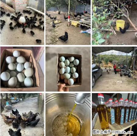 油茶园从小鸡仔开始养起的纯土鸡、土鸡蛋可以预定啦!还有前几天刚榨的纯山茶油哦 - 美食天地 - 泉州生活社区 - 泉州28生活网 qz.28life.com