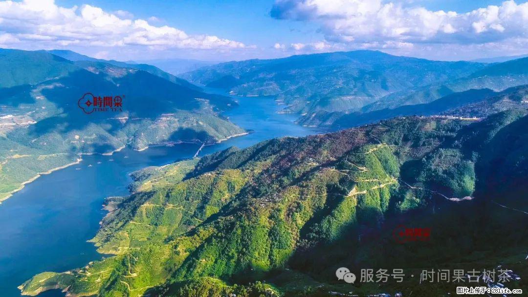 时间果百年古树龙珠普洱生茶 - 购物交流 - 泉州生活社区 - 泉州28生活网 qz.28life.com