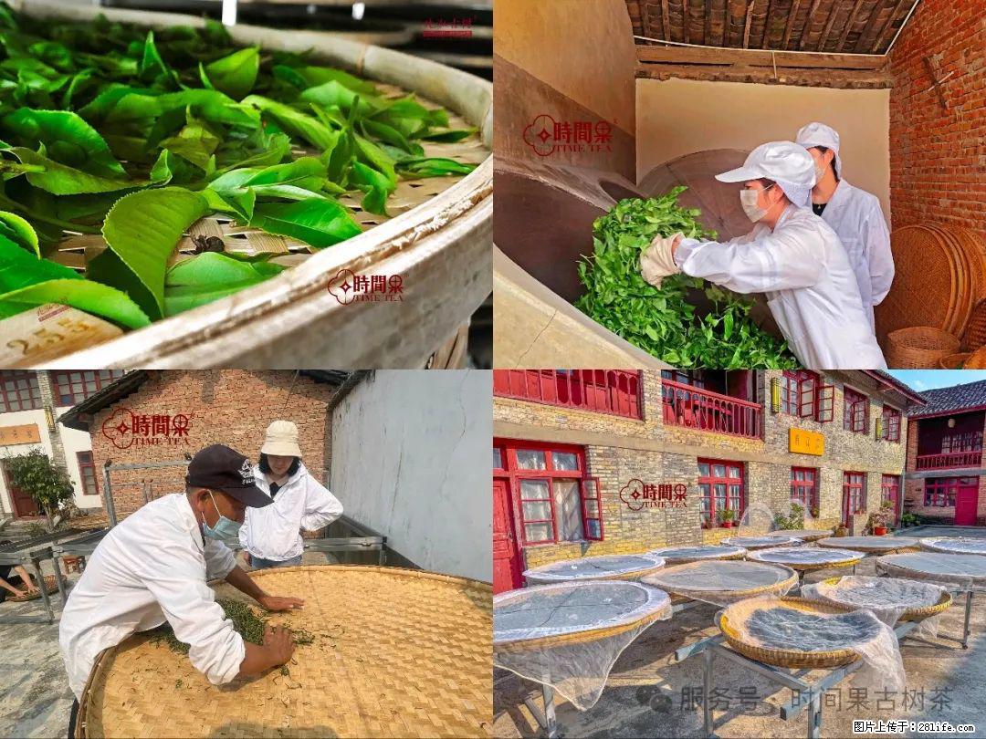 时间果百年古树龙珠普洱生茶 - 购物交流 - 泉州生活社区 - 泉州28生活网 qz.28life.com