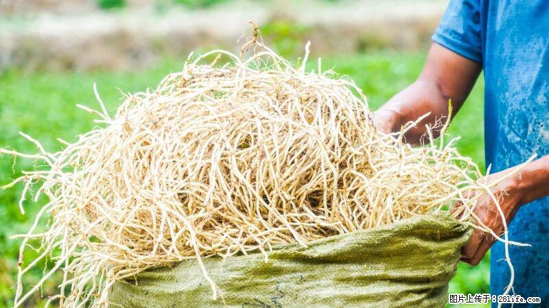 堪称“最难吃”的蔬菜，却是 “抗辐射神器”，还能护肺、清热、止咳化痰！ - 泉州生活资讯 - 泉州28生活网 qz.28life.com