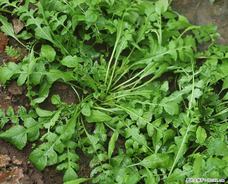 这些蔬菜是“天然钙片”，这6种被医生重点推荐 - 泉州生活资讯 - 泉州28生活网 qz.28life.com