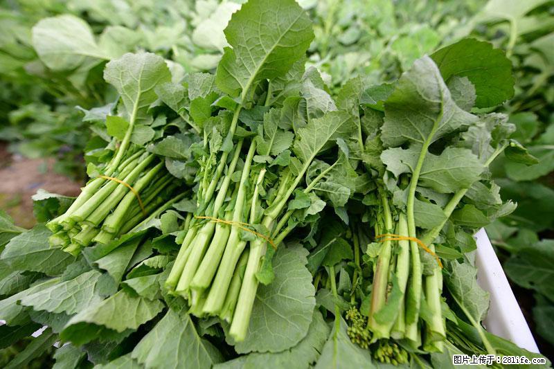 这些蔬菜是“天然钙片”，这6种被医生重点推荐 - 泉州生活资讯 - 泉州28生活网 qz.28life.com